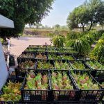 Impulso al campo es sello de la 4T, destaca Sheinbaum desde Lázaro Cárdenas, Michoacán