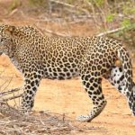 Rossy Mendoza es hospitalizada de emergencia tras caída; familiares piden donadores