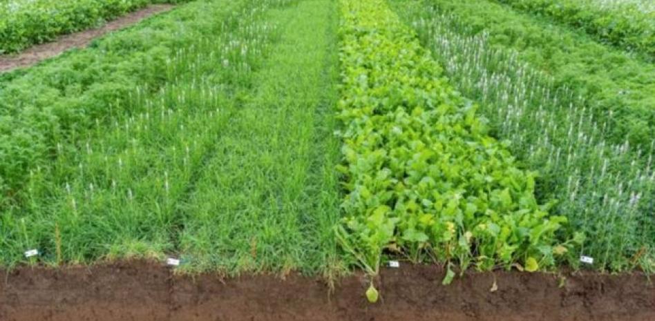 La tecnología agrícola puede minimizar las emisiones invernadero