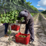 Alicia Villarreal habla sobre la agresión que sufrió a manos de Cruz Martínez