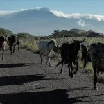 2-2. México y Brasil igualan en un partido estelar para el mexicano Gilberto Mora