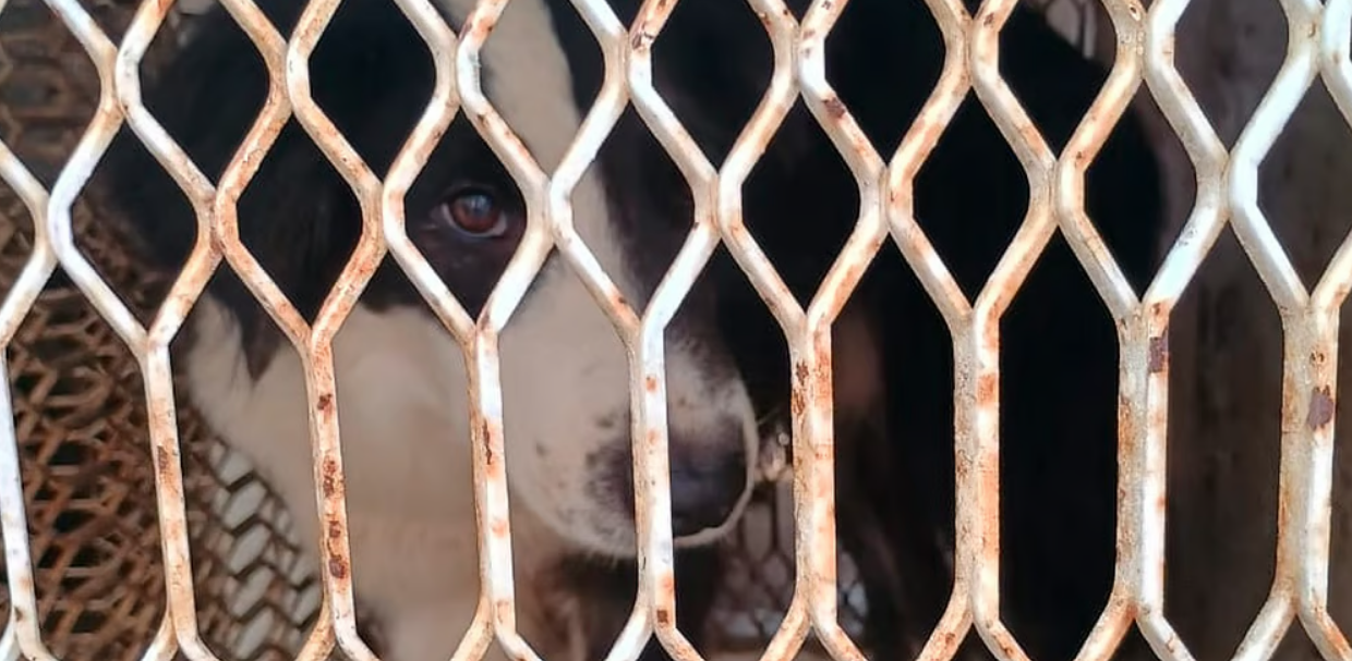 Rescatan 60 perritos en situación de maltrato animal en el Centro Histórico de Morelia