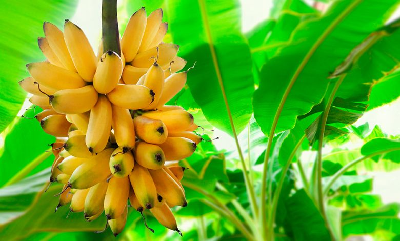 Sader inspecciona más de 667mil plantas de plátano y banano